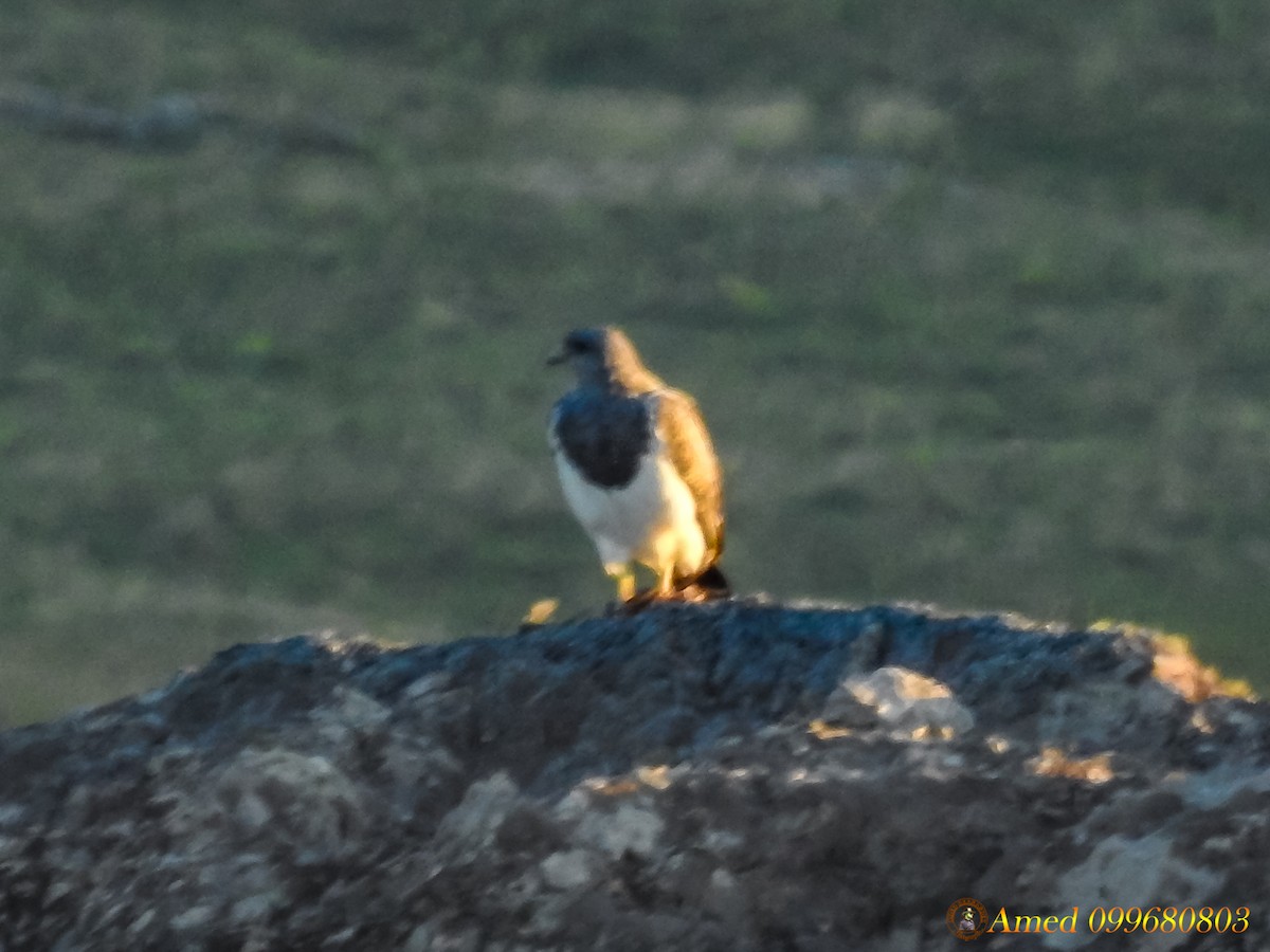 Black-chested Buzzard-Eagle - Amed Hernández
