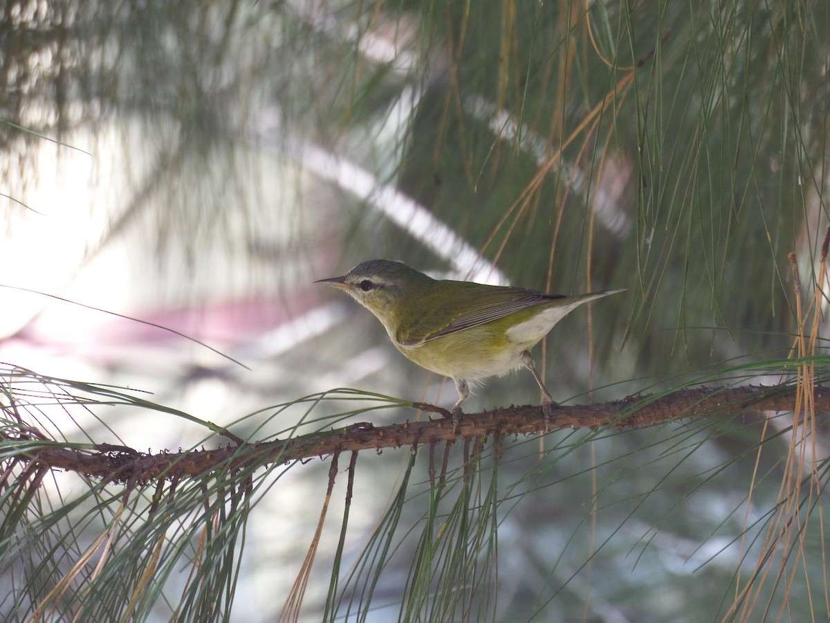 Tennessee Warbler - Andrea Aguilera