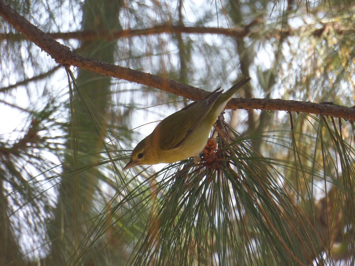 Tennessee Warbler - Andrea Aguilera