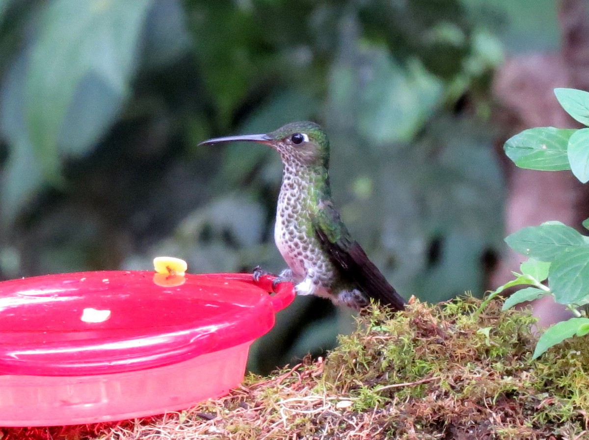 Many-spotted Hummingbird - ML139222541