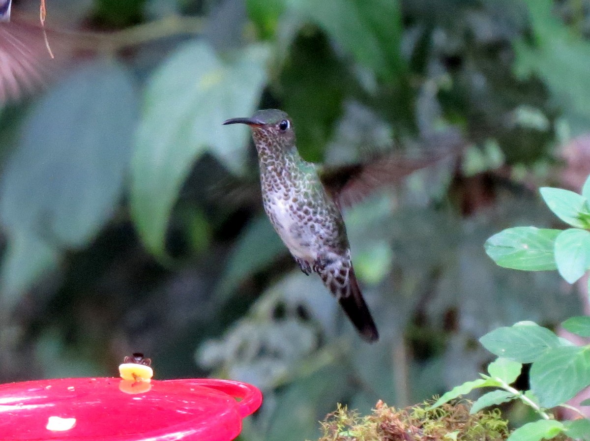 Many-spotted Hummingbird - Todd Deininger