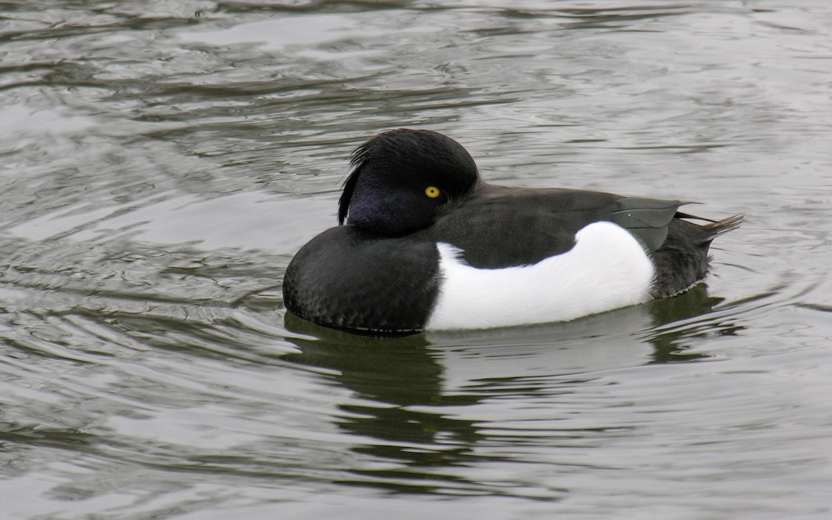 Tufted Duck - ML139222741