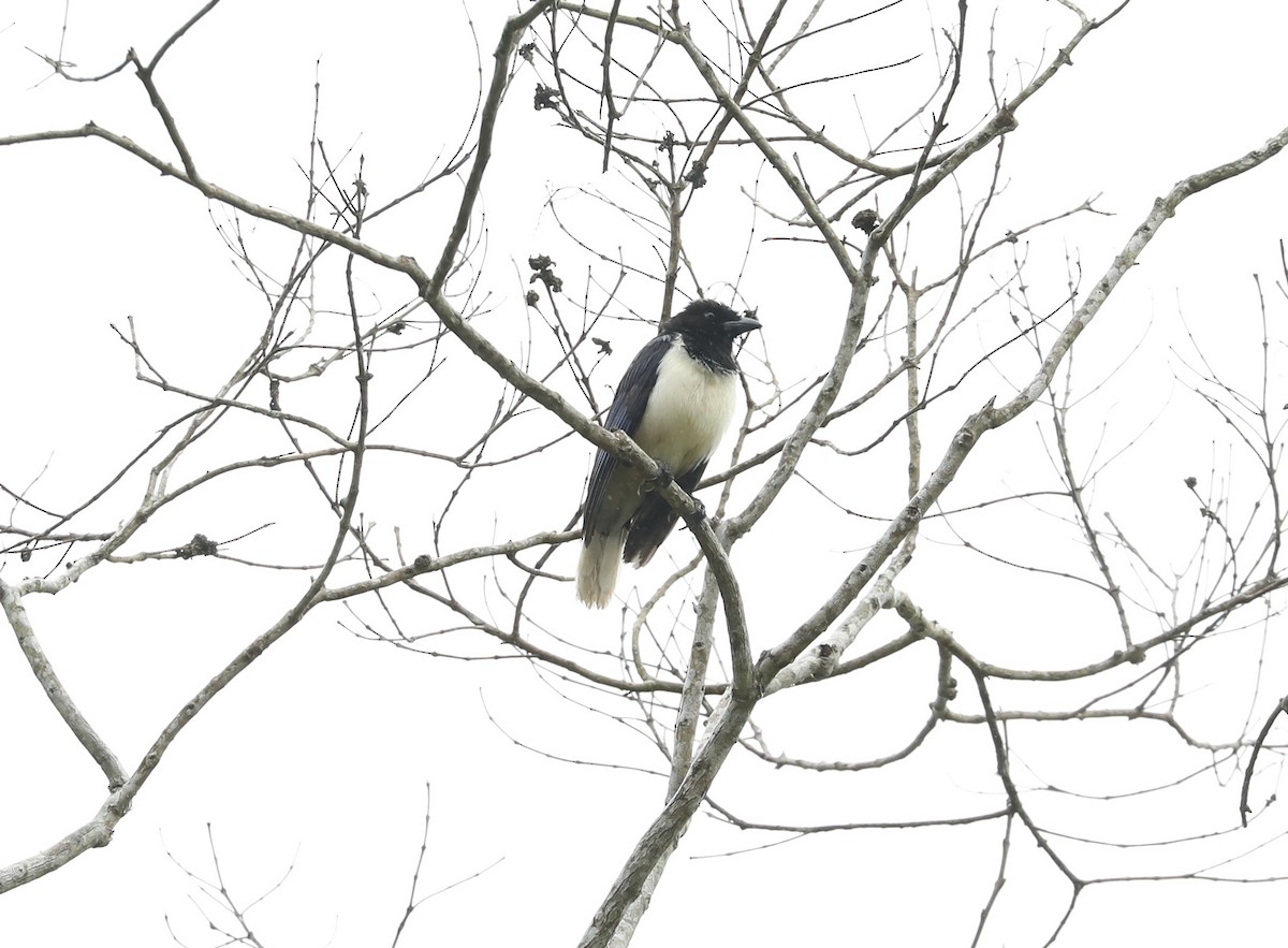 Curl-crested Jay - ML139224251