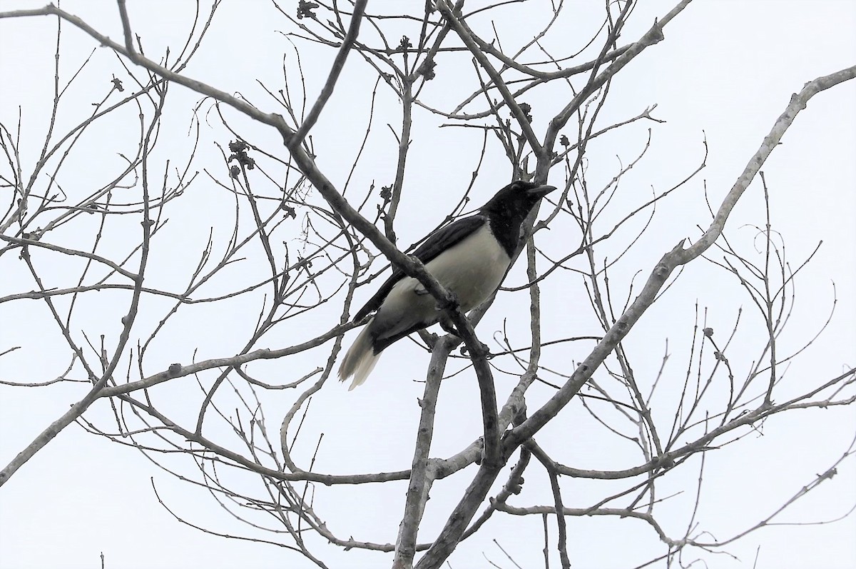 Curl-crested Jay - Rob Van Epps