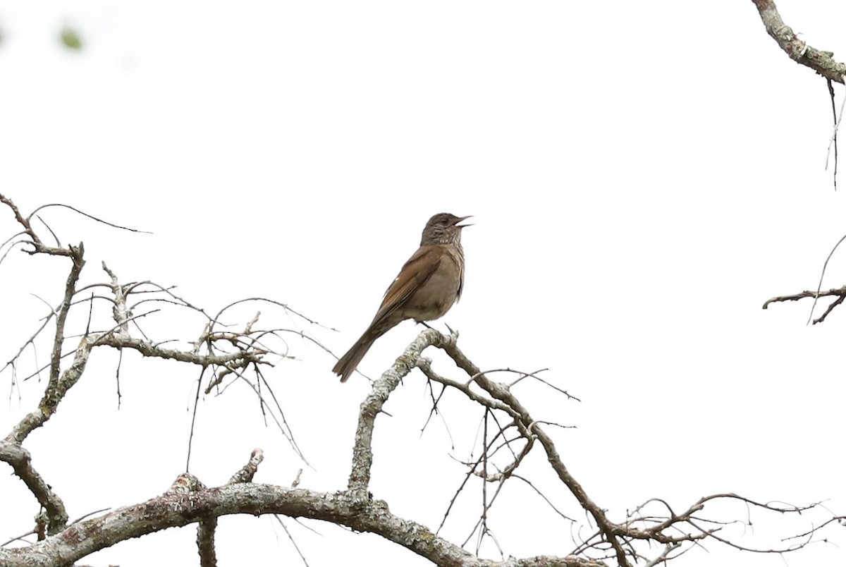 Pale-breasted Thrush - ML139224991