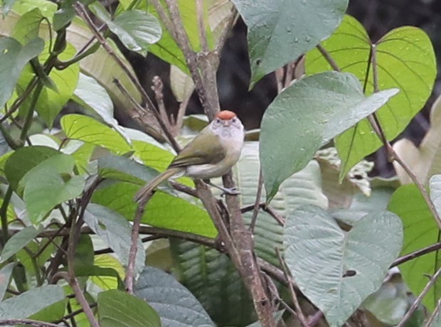 ML139225551 - Gray-eyed Greenlet - Macaulay Library