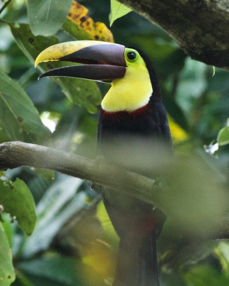 Yellow-throated Toucan (Chestnut-mandibled) - Doug Ghrist