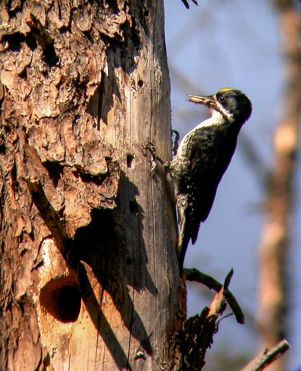 Black-backed Woodpecker - Sean Fitzgerald