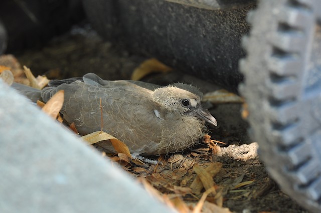 Juvenile Eurasian Collared-Dove (completing Prejuvenile Molt) - Eurasian Collared-Dove - 