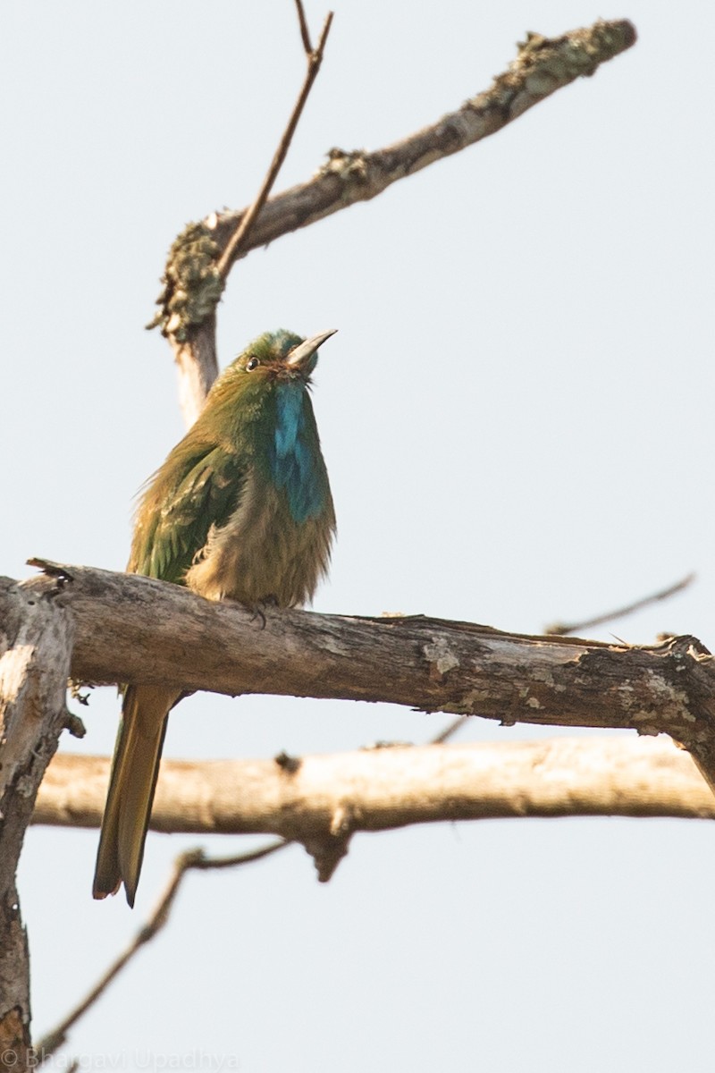 Blue-bearded Bee-eater - Bhargavi U