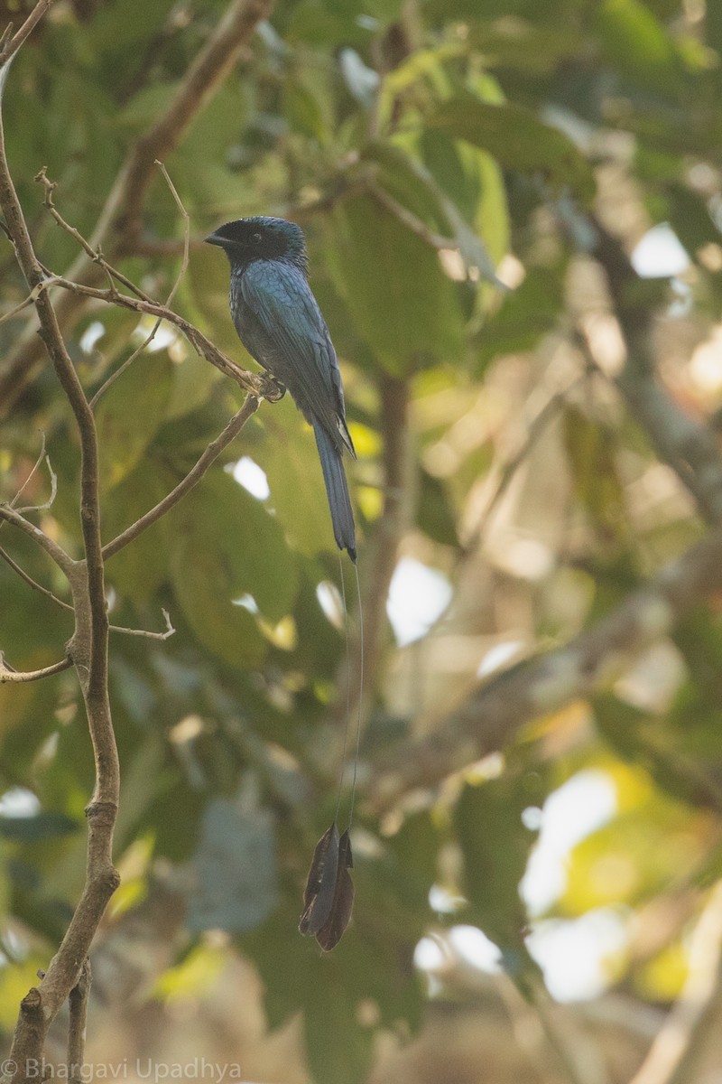 Lesser Racket-tailed Drongo - ML139230371