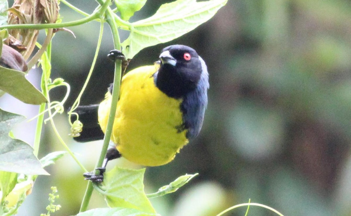 Hooded Mountain Tanager - ML139230701