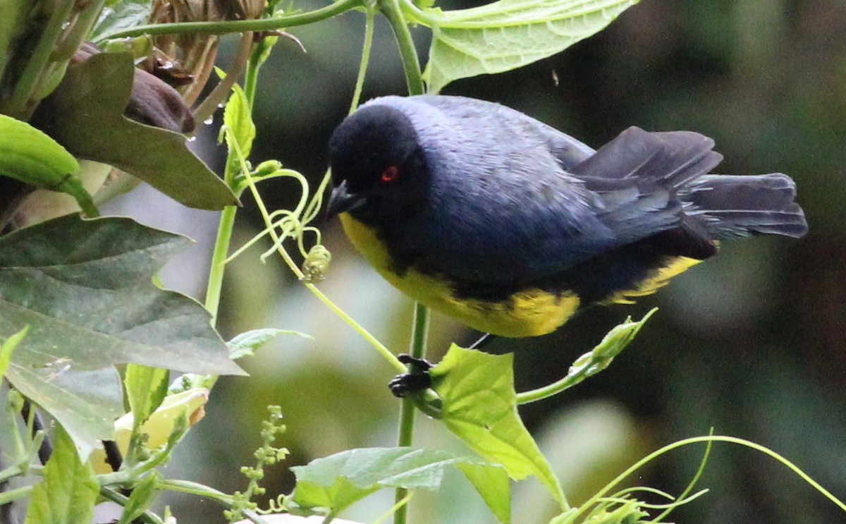 Hooded Mountain Tanager - ML139230711