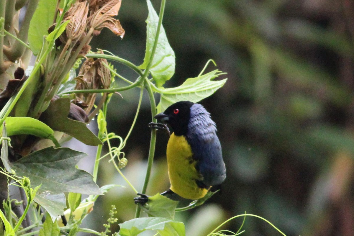 Hooded Mountain Tanager - ML139230721