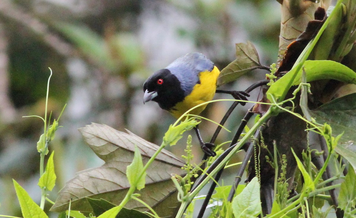 Hooded Mountain Tanager - ML139230731