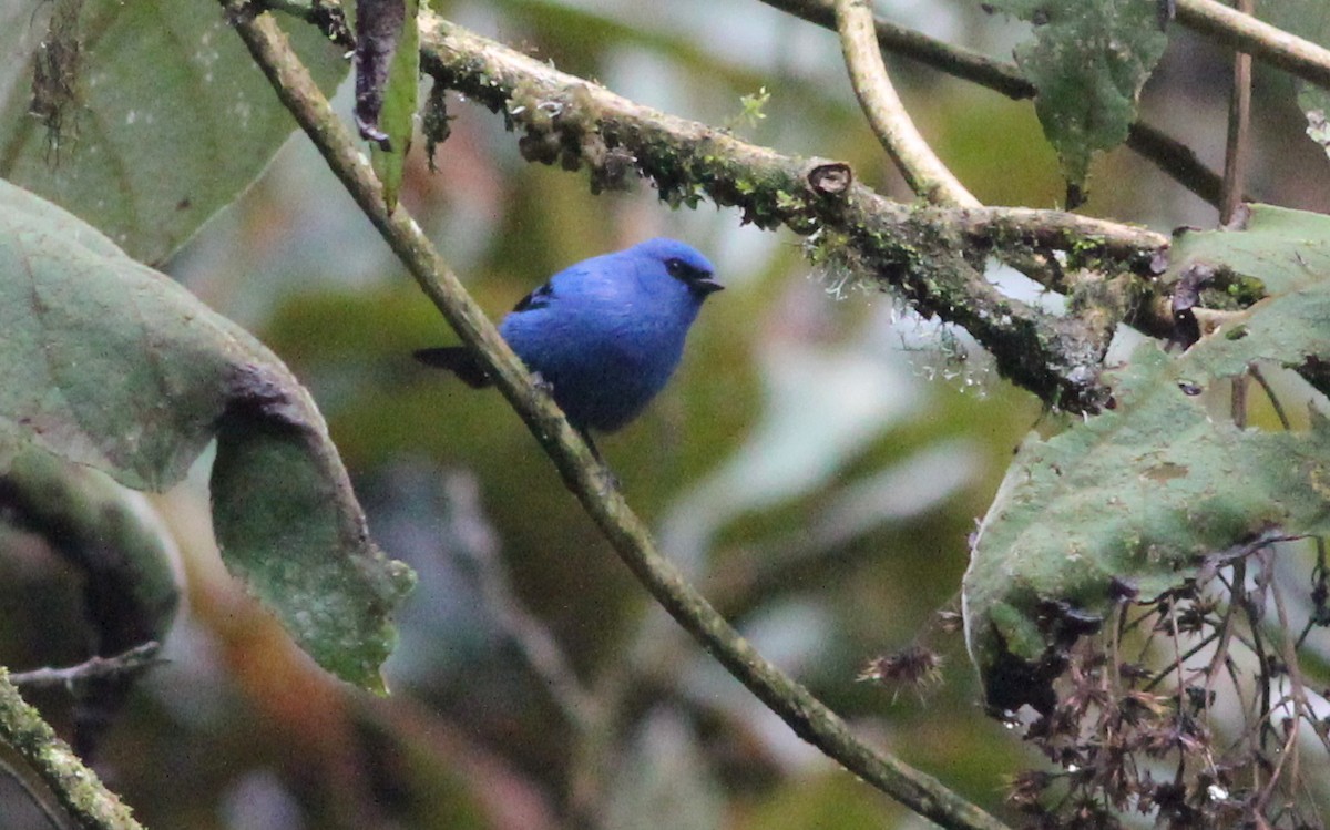 Blue-and-black Tanager - ML139230841