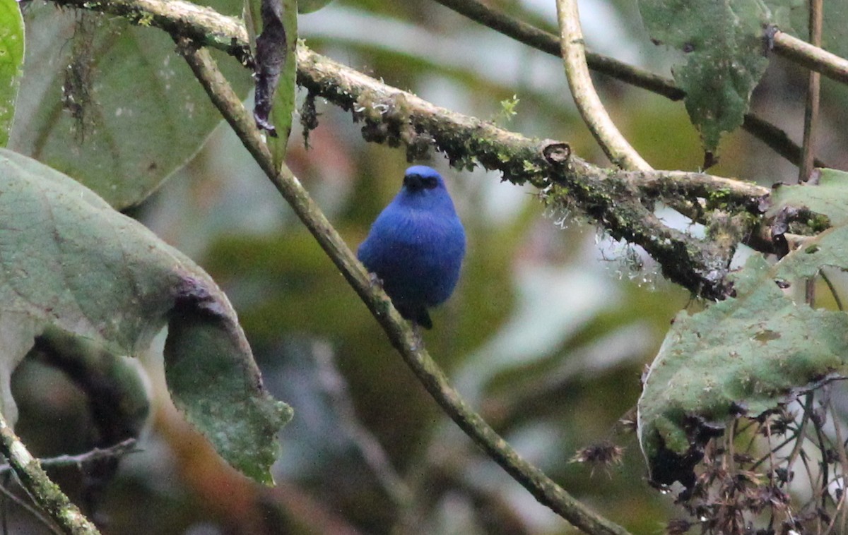 Blue-and-black Tanager - ML139230851