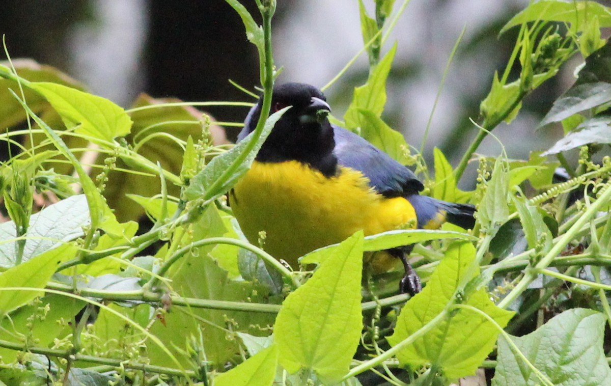 Hooded Mountain Tanager - ML139230891