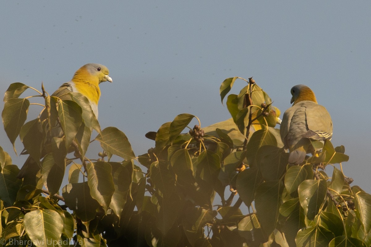 Yellow-footed Green-Pigeon - Bhargavi U