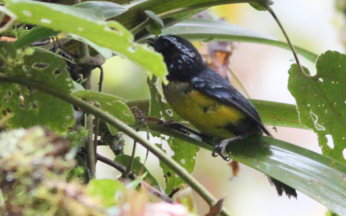Buff-breasted Mountain Tanager - ML139230951