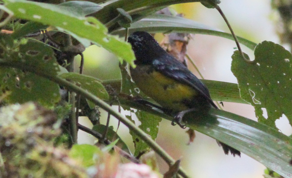 Buff-breasted Mountain Tanager - ML139230971