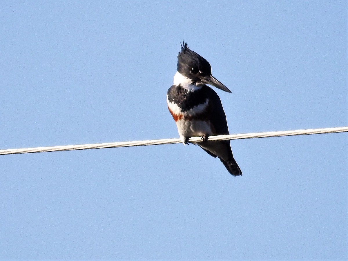 Belted Kingfisher - ML139231301