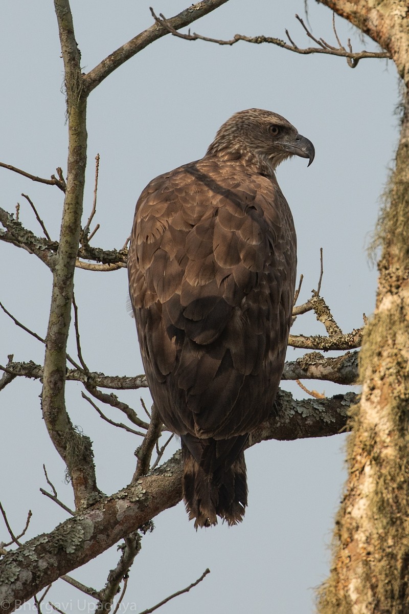 Crested Serpent-Eagle - ML139231721