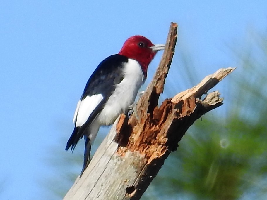 Red-headed Woodpecker - Cindy  Ward