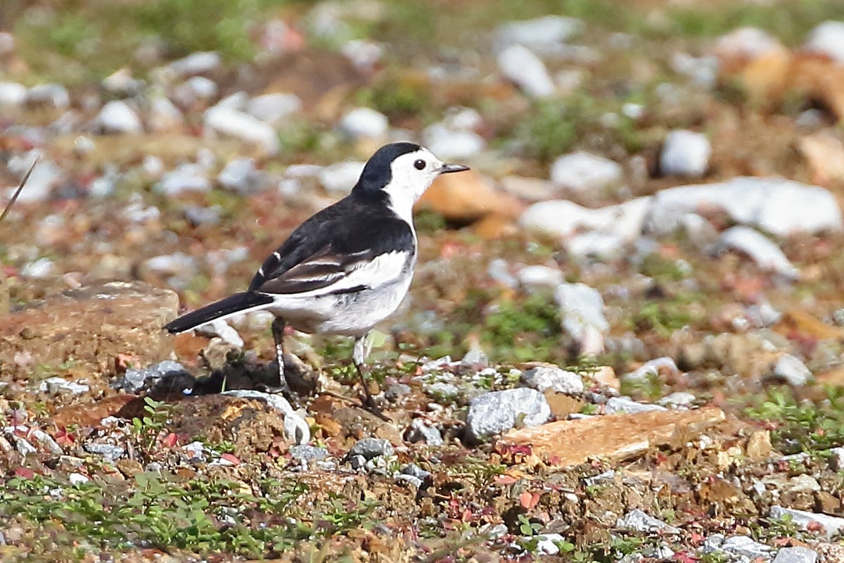 White Wagtail (Chinese) - Christopher Escott