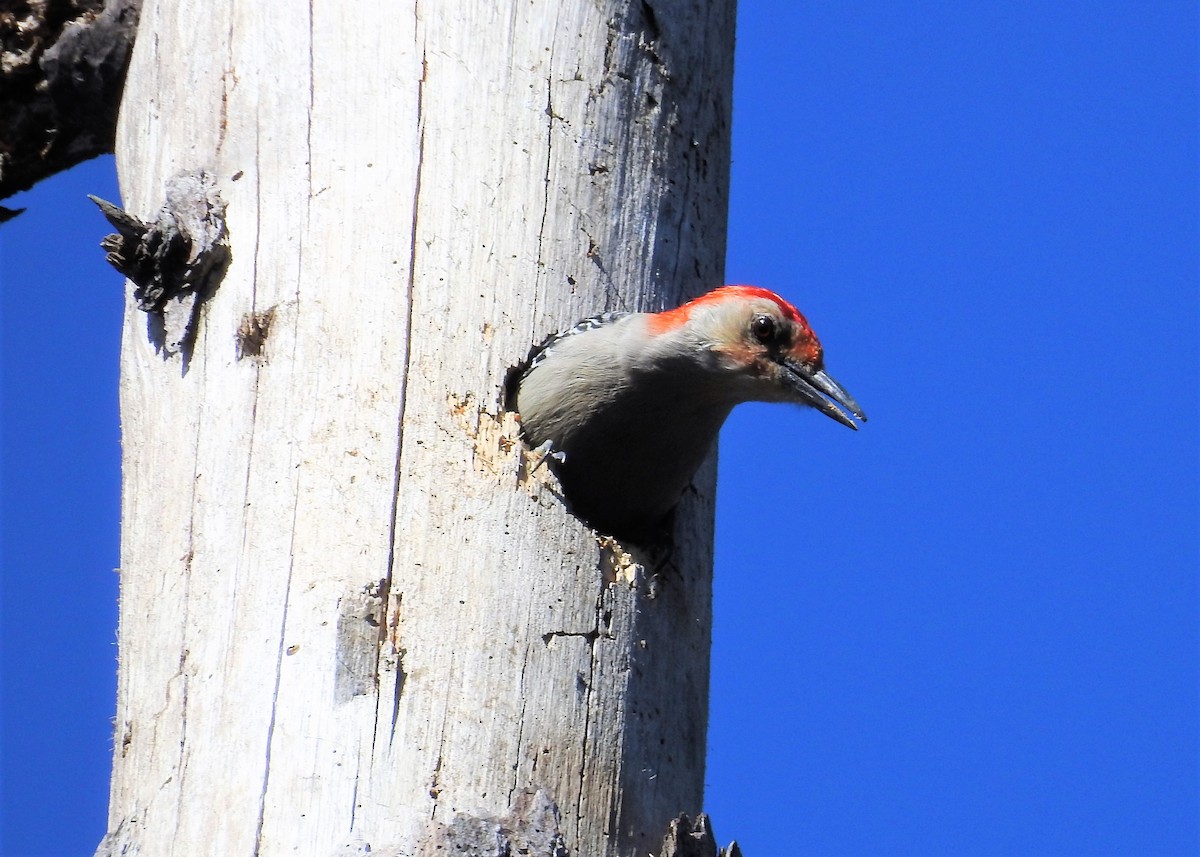 Red-bellied Woodpecker - Cindy  Ward