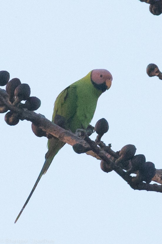 Blossom-headed Parakeet - Bhargavi U