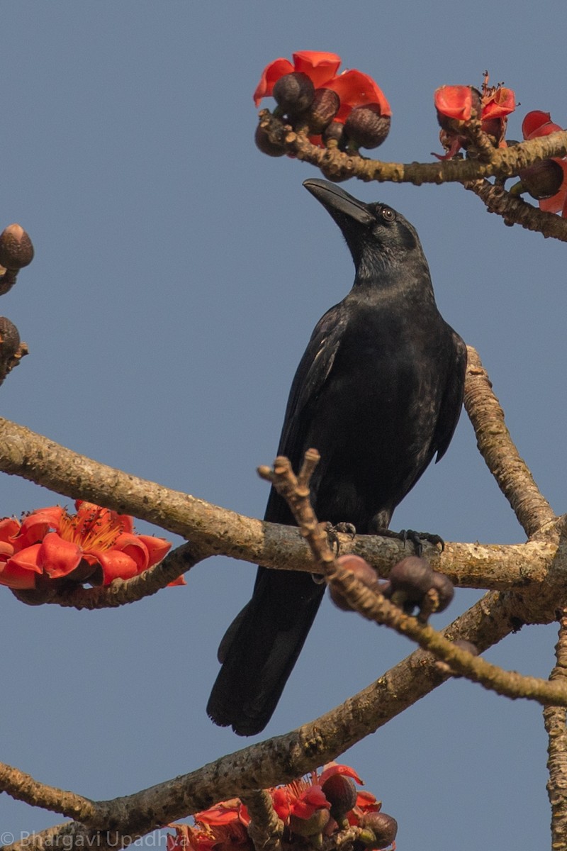 Large-billed Crow (Eastern) - ML139233331