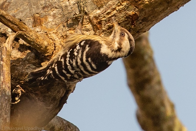 Gray-capped Pygmy Woodpecker - Bhargavi U