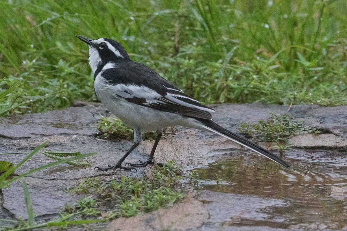 African Pied Wagtail - ML139234911