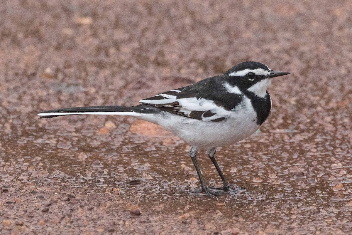 African Pied Wagtail - ML139234921