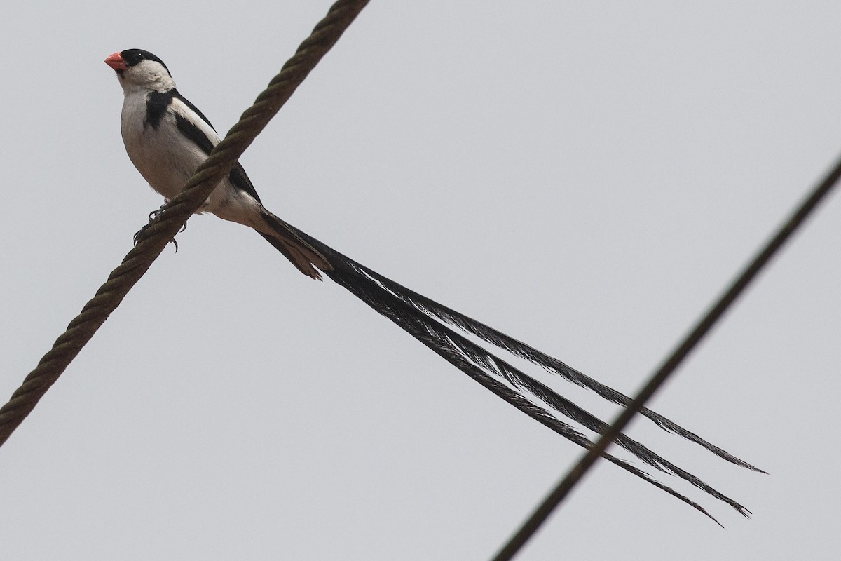 Pin-tailed Whydah - ML139236241