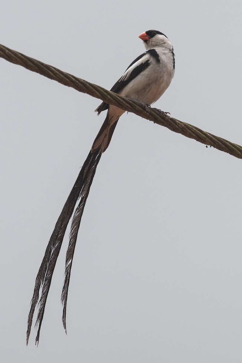 Pin-tailed Whydah - Eric VanderWerf