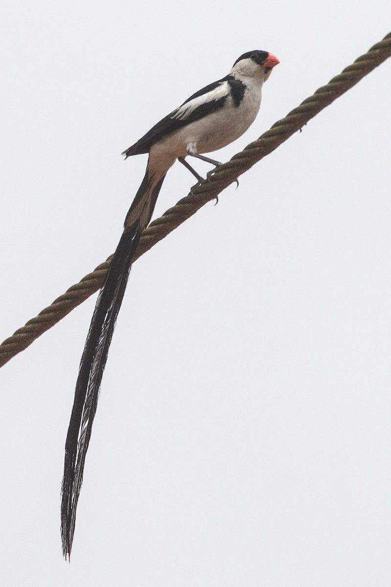 Pin-tailed Whydah - Eric VanderWerf