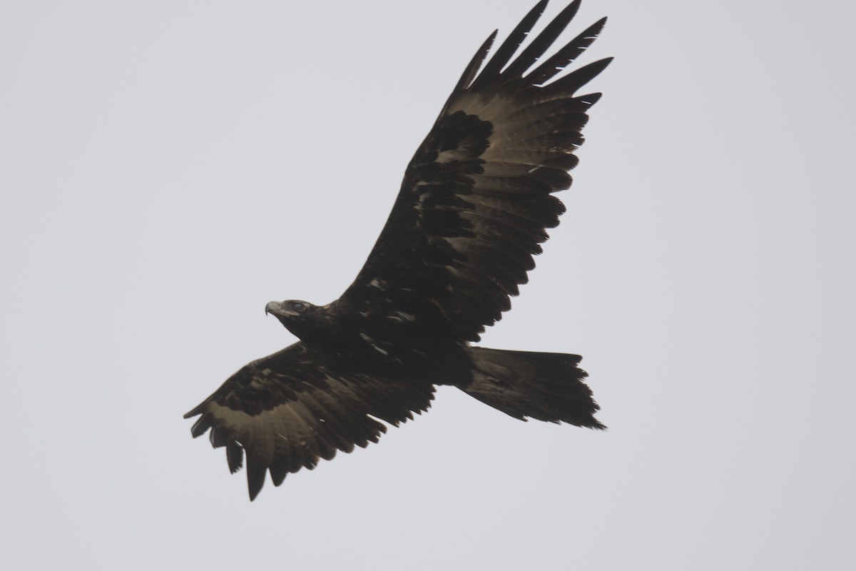 Wedge-tailed Eagle - ML139244071