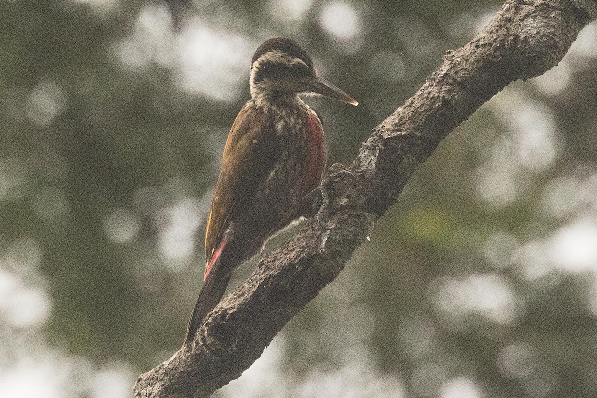 Fire-bellied Woodpecker - ML139245791
