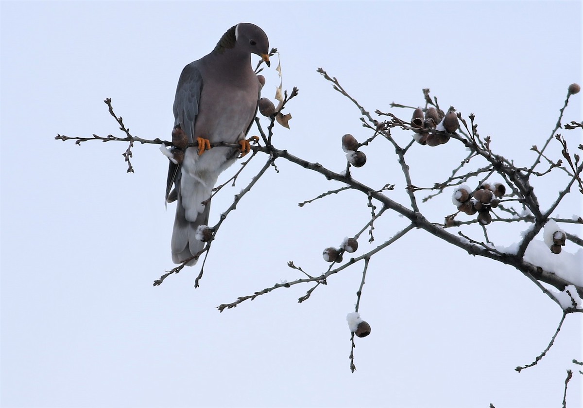 Band-tailed Pigeon - Micah Silver