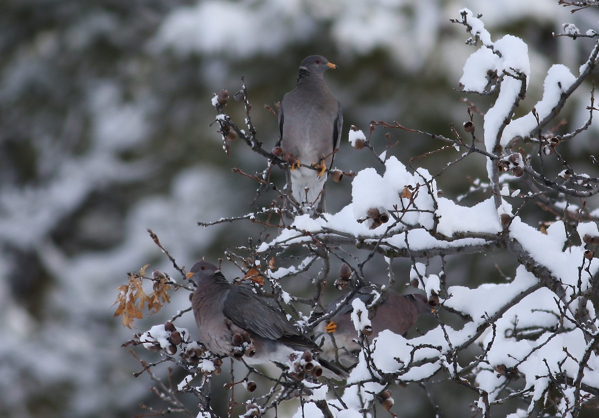 Band-tailed Pigeon - Micah Silver