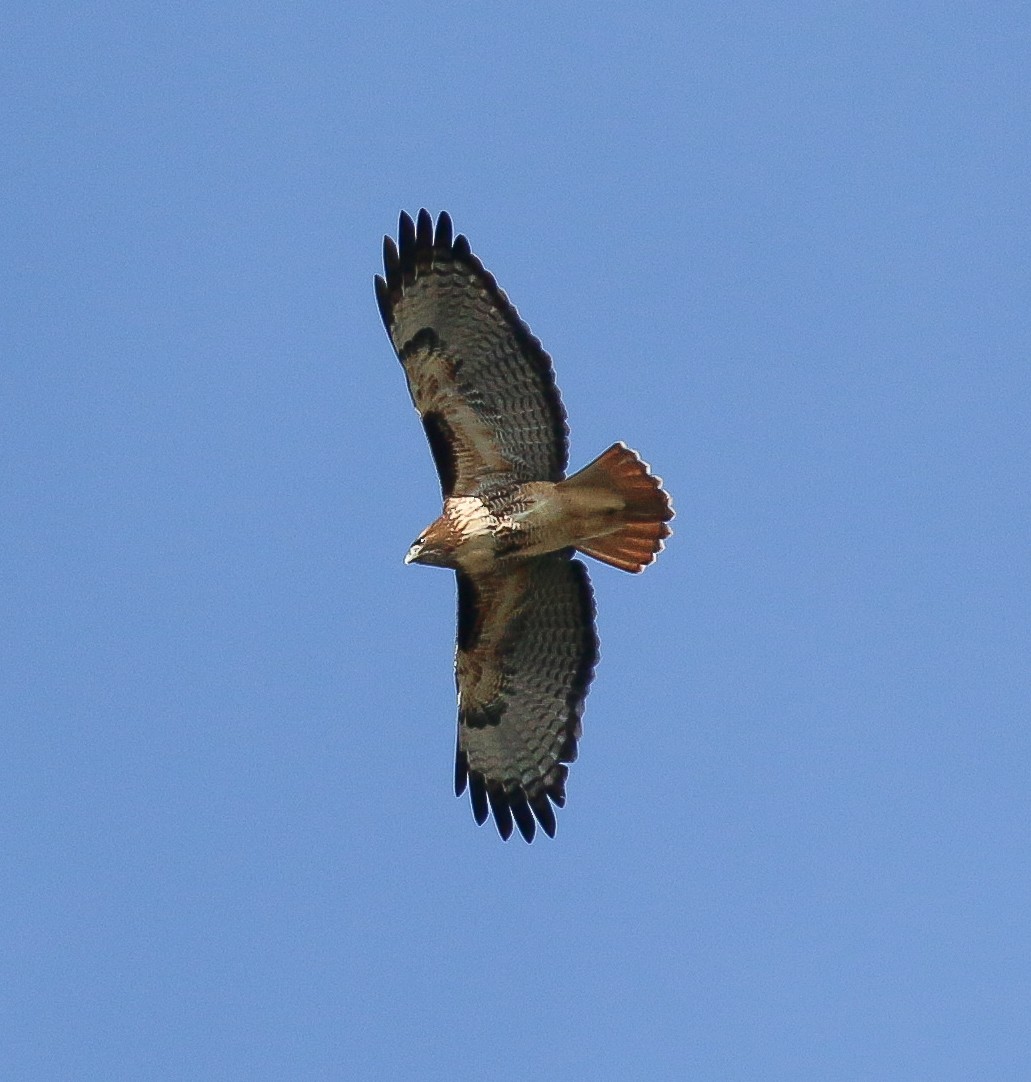 Red-tailed Hawk (calurus/alascensis) - ML139247951