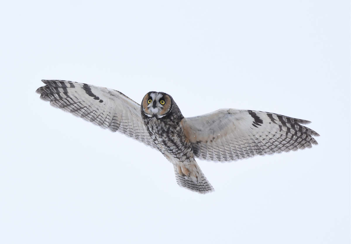 Long-eared Owl - ML139251191