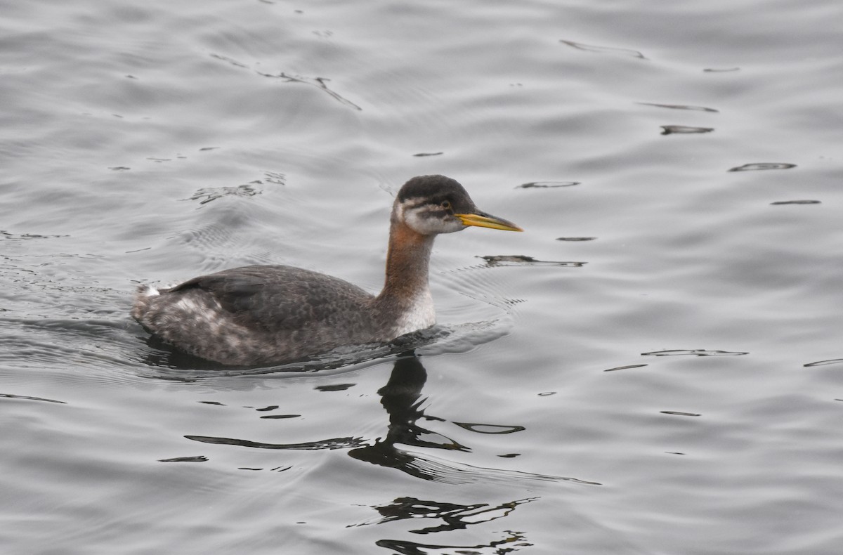 Red-necked Grebe - Christopher Lindsey