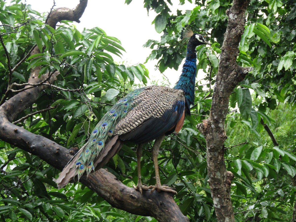Indian Peafowl - ML139251831