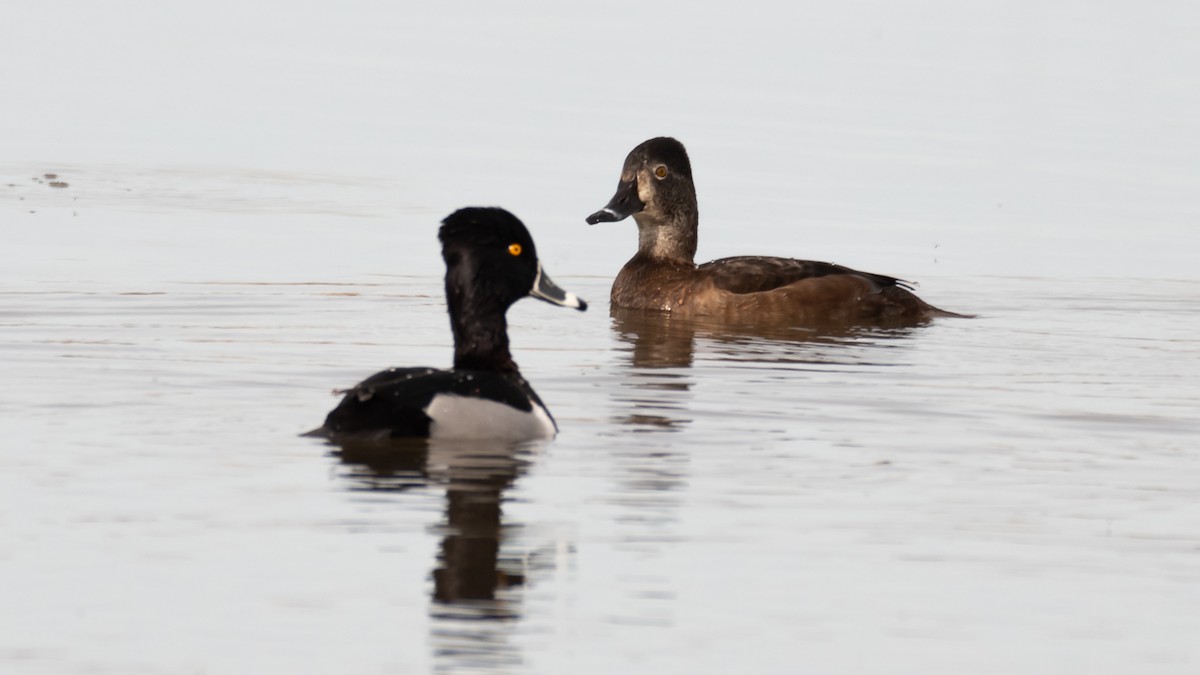 Ring-necked Duck - ML139252421