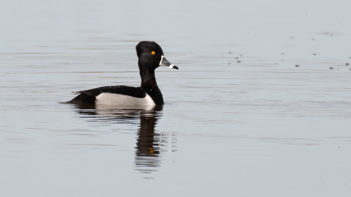 Ring-necked Duck - ML139252431