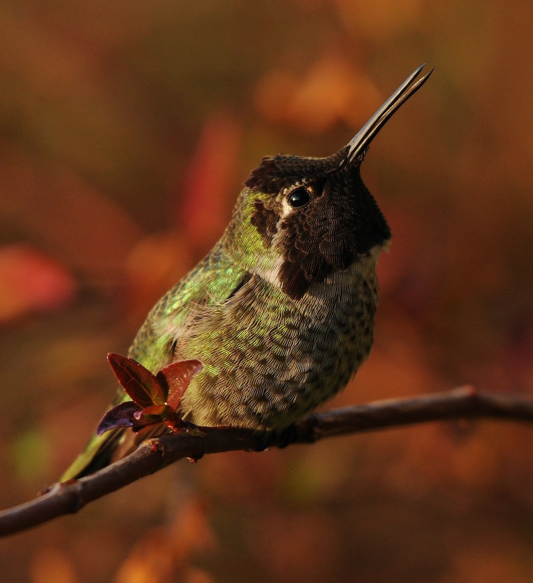 Anna's Hummingbird - ML139253461