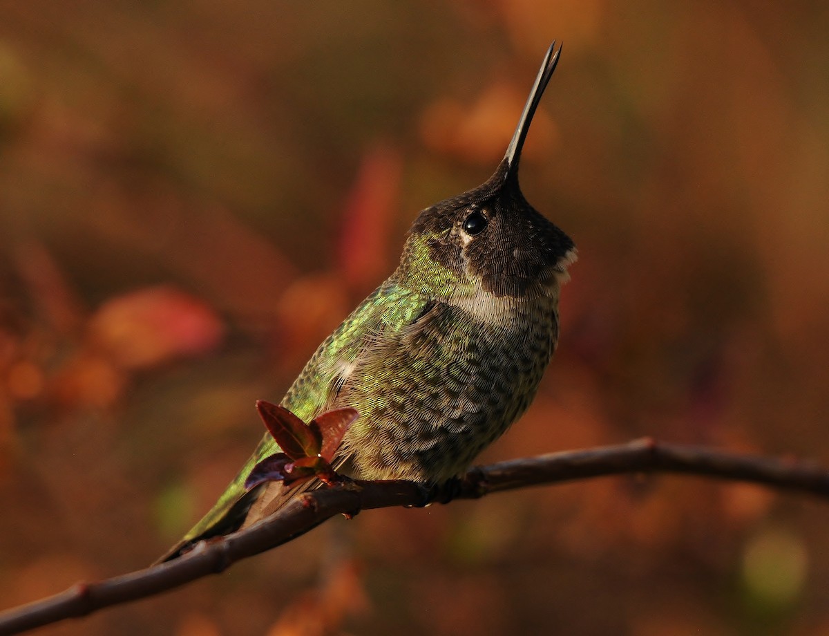 Anna's Hummingbird - ML139253471